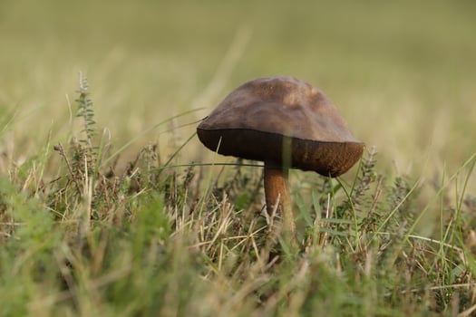 penny bun is an edible mushroom photo