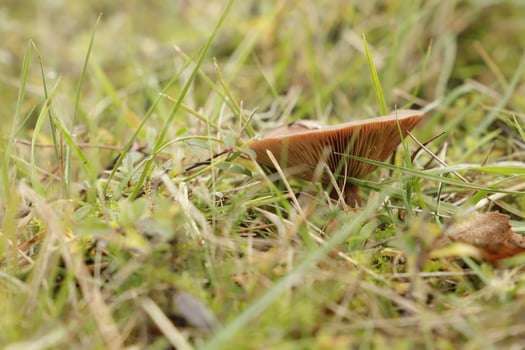 rufus milkcap mushroom photo