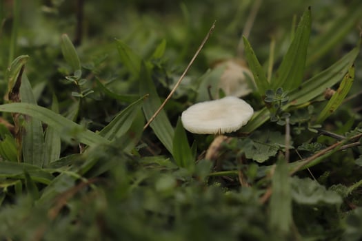 Macro photography toadstool birch brittlegill photo