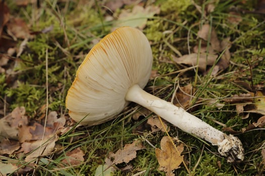 fly agaric a beautiful toadstool photo