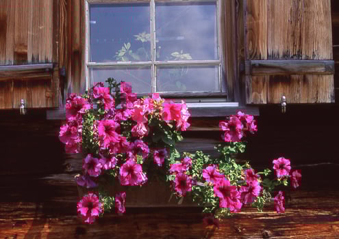 a window box with flowers photo