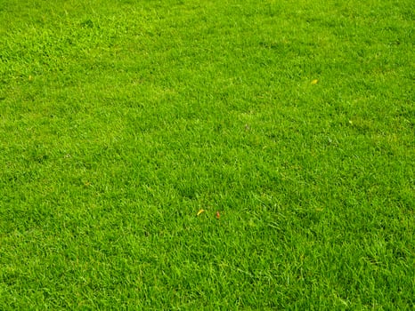 Fresh lawn texture at the garden for a natural background photo