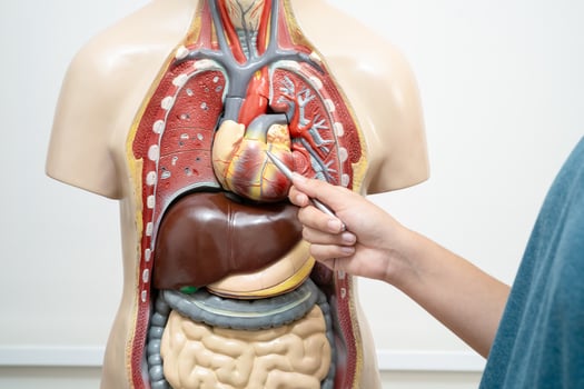 Student teenage learning anatomy biology with human body model in classroom at high school. photo