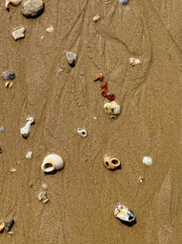 A detailed top view of various seashells and stones scattered on wet sand, capturing the essence of beachcombing photo