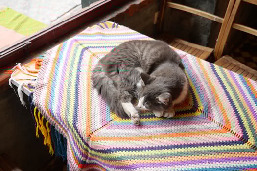 gray color cat sitting on a chair at istanbul cafe street photo
