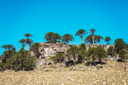 Pehuenes of Patagonia photo