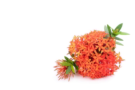 west indian jasmine or Ixora chinensis lamk isolated on white background photo