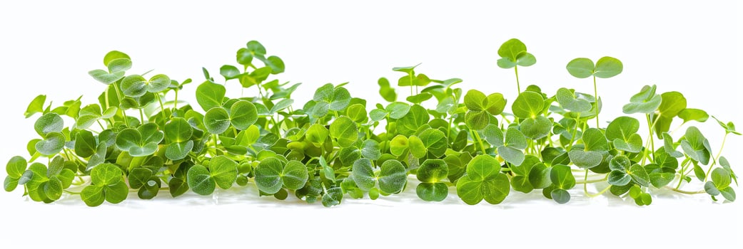 Vibrant microgreen banner, perfect for healthy food marketing, organic produce promotion, and culinary presentations. photo