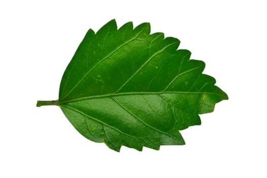 Hibiscus leaf isolated on white background photo