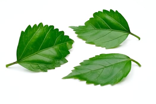 Hibiscus leaf isolated on white background photo