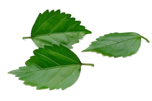 Hibiscus leaf isolated on white background photo