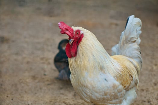 White chicken with red comb, farm animal on a farm. Feathers and beak, portrait photo