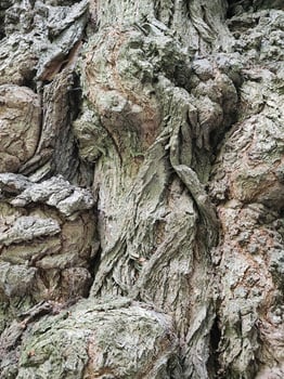 Deciduous tree bark. Tree bark texture. Vintage background photo