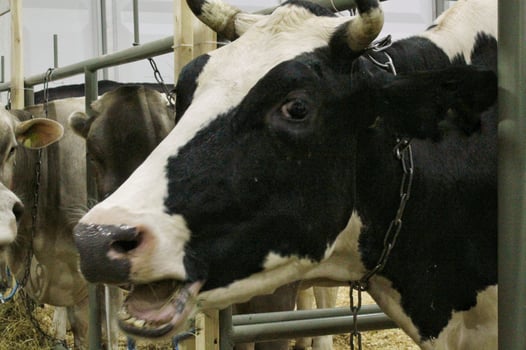 Cows on dairy farm. Cattle feeding with hay. Concept of farming and animal husbandry. Herd of cows eating hay cowshed in animal farm. Meat and milk industry. Organic production, sustainable lifestyle photo