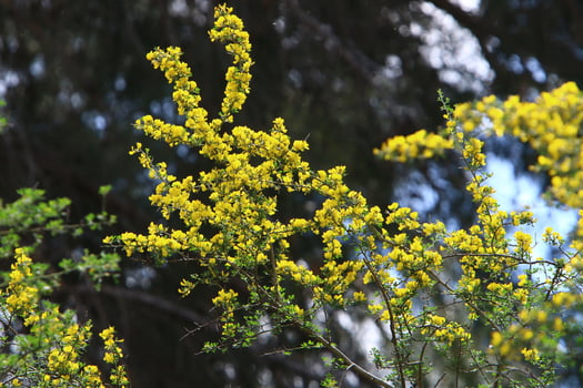 Mimosa blooms on the side of the road in a city park. photo