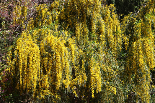 Mimosa blooms on the side of the road in a city park. photo