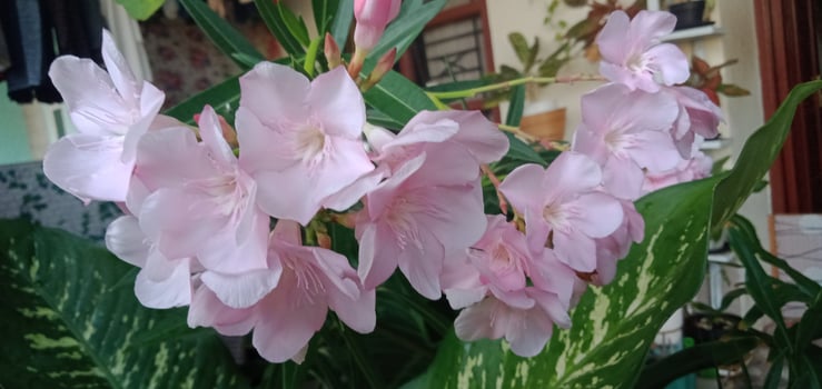 Photo of Flowers with Foliage Background