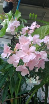Photo of Flowers with Foliage Background