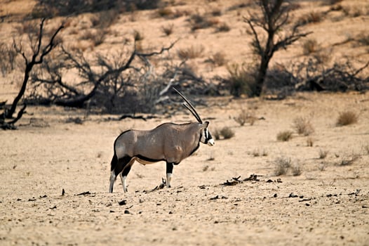 Oryx antelope in the dry riverbed of Nossob river Kgalagadi photo