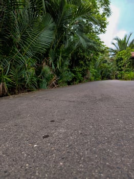 The asphalt road has sago trees growing around it photo