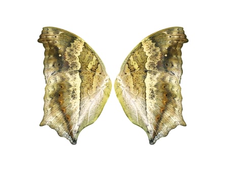 Lurcher butterfly wings isolated on white background photo