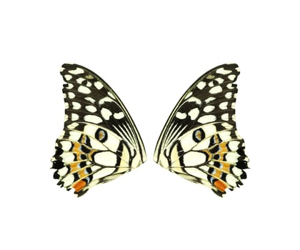 Lime Swallowtail butterfly wings isolated on white background photo
