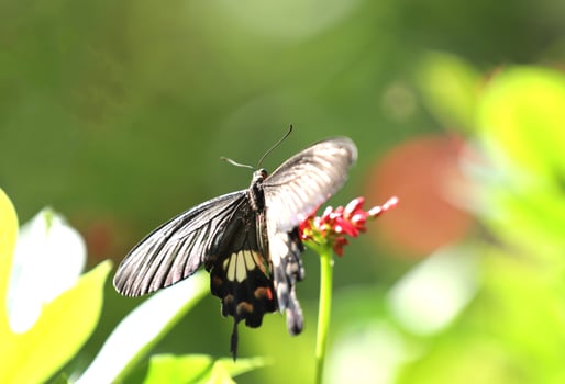 Papilio Iswara, Great Helen beautiful black butterfly on red flowers with green blurred background. photo