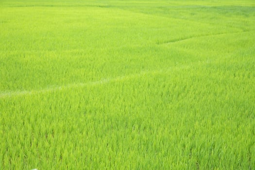 Green paddy field at countryside in Nan province, northern of Thailand. photo