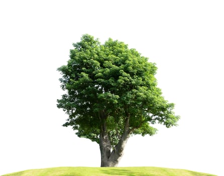 Green tree isolated on white background photo