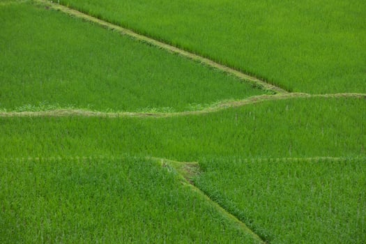 Top view of terrace rice field at Nan province, Thaoland. photo