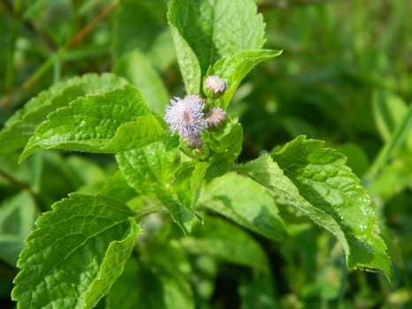 Close-up photo of a wild green plant that has beautiful flowers. Plants that grow wild in tropical nature