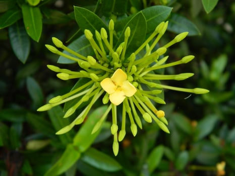 Close-up photo of a wild green plant that has beautiful flowers. Plants that grow wild in tropical nature