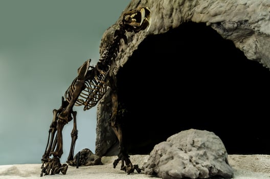 Extinct smilodon tiger FOSSIL photo