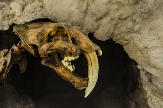 Extinct smilodon tiger FOSSIL photo