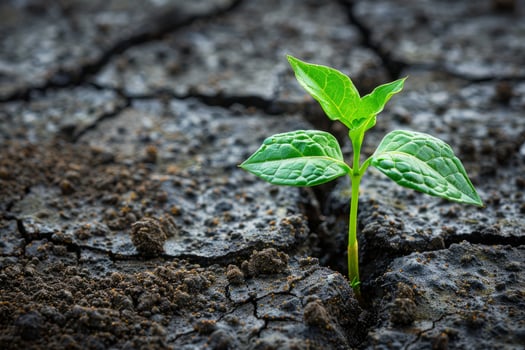 New Life Growth From Cracked Earth. Hope Concept photo