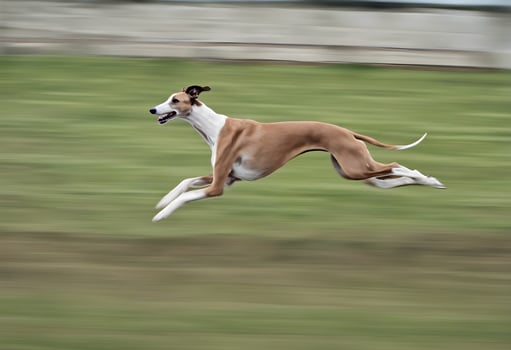 A view of a Greyhound photo