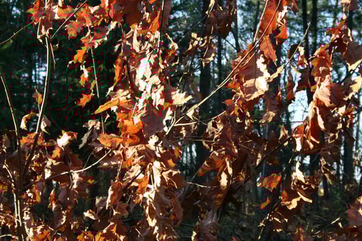 autumn in the forest photo