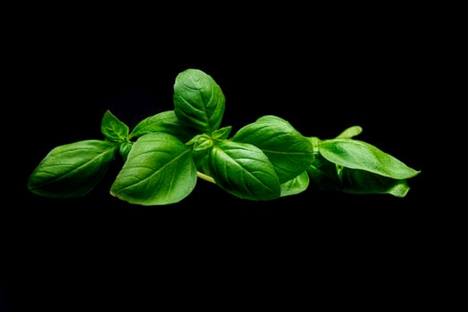 Bunch of basil leaves for cooking photo