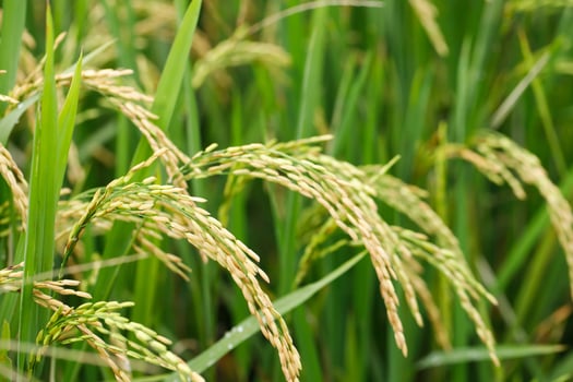 green rice field background close up beautiful yellow rice fields soft focus photo