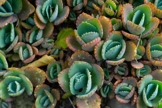 Above view of Growing Mother of Thousands in the garden. Selective focus. photo