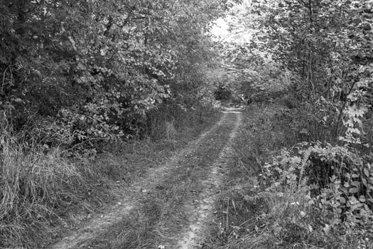 Photography on theme beautiful footpath in wild foliage woodland photo