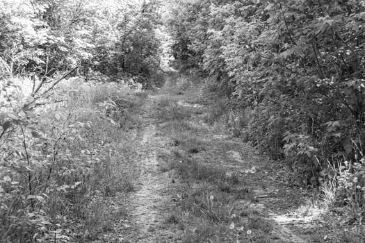 Photography on theme beautiful footpath in wild foliage woodland photo