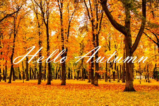 The words Hello Autumn on the background of autumnal city park with trees with golden leaves. Greeting card. The concept of the beginning of autumn. photo
