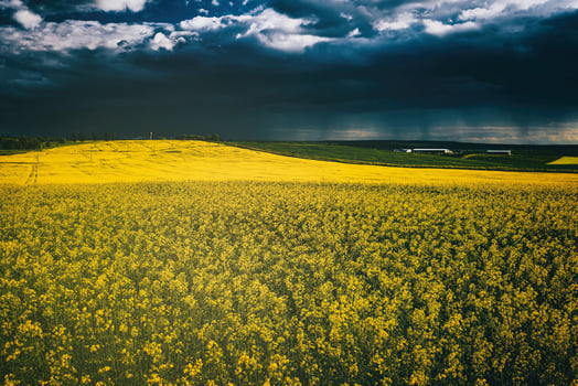 An approaching thunderstorm in a flowering rapeseed field. Aesthetics of vintage film. photo