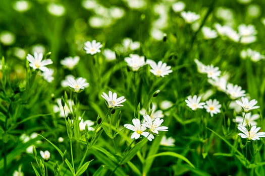 Wild flowers in the forest among the green grass in the spring or summer time of the year. photo