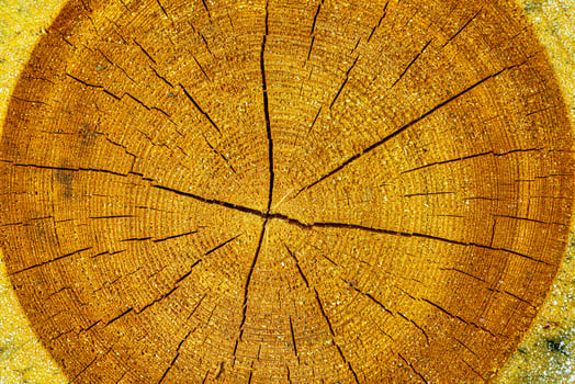 Cross section of an aged pine tree. photo