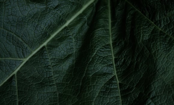 Photo background of plant leaves, creative work