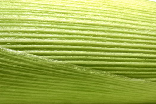 fresh corn seen in various ways and angles photo