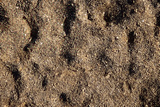 Macro Shot, Intricate Ground Texture in Detail. photo