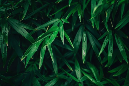 Fresh Dew on Bamboo Leaves in Dense Grove photo